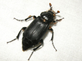 Nicrophorus investigator